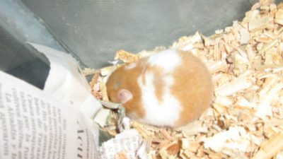 仓鼠品种大全：8种常见仓鼠品种对比，新手选哪种好