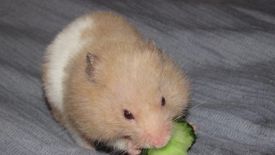 仓鼠吃什么？仓鼠主食、零食、禁忌食物大全