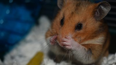 仓鼠垫料用什么好？木屑、纸棉、玉米芯对比