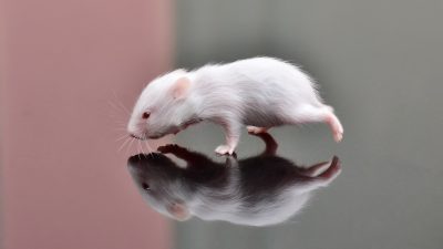 仓鼠冬眠和死亡的区别，新手别搞错了