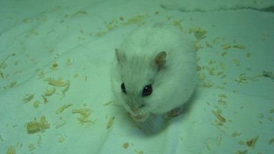 仓鼠可以吃什么蔬菜？仓鼠喂食蔬菜注意事项