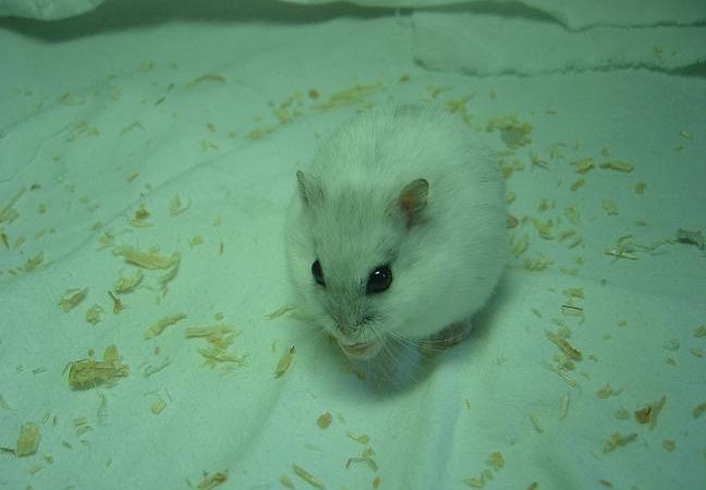 仓鼠可以吃什么蔬菜？仓鼠喂食蔬菜注意事项