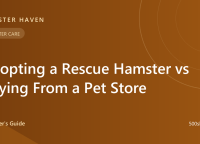 Adopting a Rescue Hamster vs Buying From a Pet Store