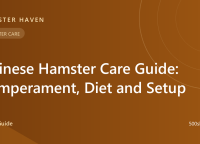 Chinese Hamster Care Guide: Temperament, Diet and Setup