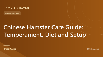 Chinese Hamster Care Guide: Temperament, Diet and Setup
