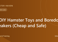 11 DIY Hamster Toys and Boredom Breakers (Cheap and Safe)