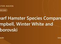 Dwarf Hamster Species Compared: Campbell, Winter White and Roborovski