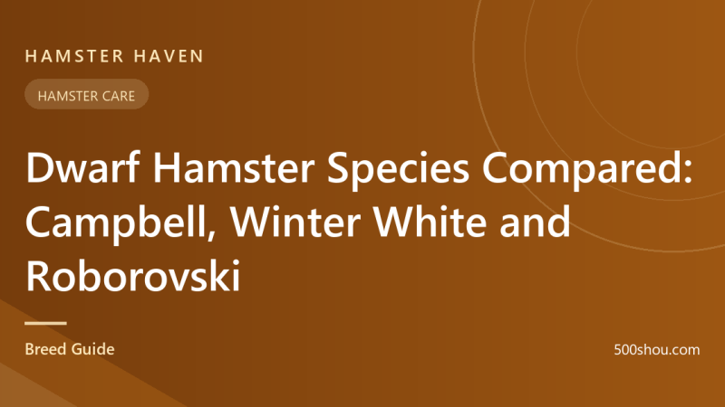 Dwarf Hamster Species Compared: Campbell, Winter White and Roborovski