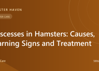 Abscesses in Hamsters: Causes, Warning Signs and Treatment