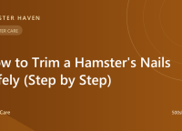How to Trim a Hamster's Nails Safely (Step by Step)
