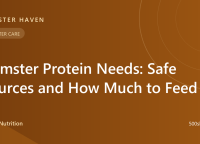 Hamster Protein Needs: Safe Sources and How Much to Feed