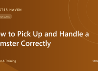 How to Pick Up and Handle a Hamster Correctly