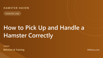 How to Pick Up and Handle a Hamster Correctly