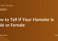 How to Tell If Your Hamster Is Male or Female