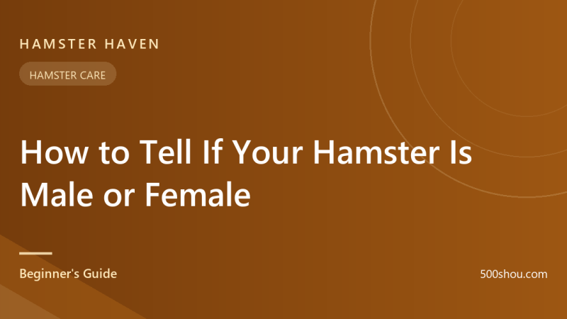 How to Tell If Your Hamster Is Male or Female