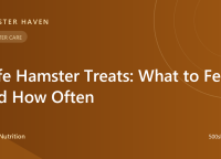 Safe Hamster Treats: What to Feed and How Often
