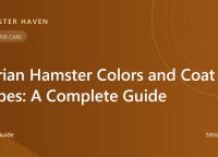 Syrian Hamster Colors and Coat Types: A Complete Guide