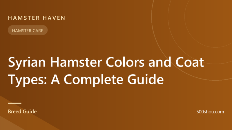 Syrian Hamster Colors and Coat Types: A Complete Guide