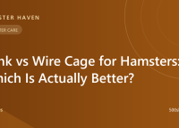 Tank vs Wire Cage for Hamsters: Which Is Actually Better?