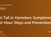 Wet Tail in Hamsters: Symptoms, First-Hour Steps & Prevention