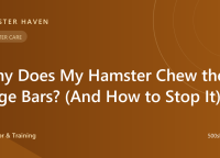 Why Does My Hamster Chew the Cage Bars? (And How to Stop It)