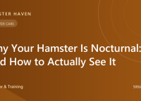 Why Your Hamster Is Nocturnal — And How to Actually See It
