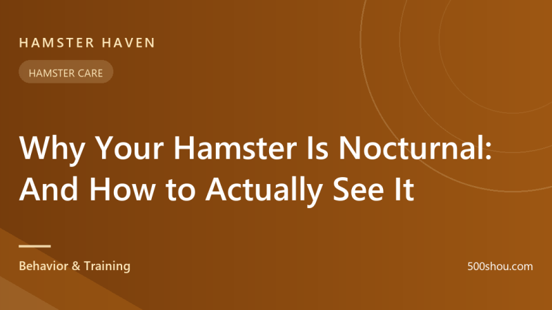 Why Your Hamster Is Nocturnal — And How to Actually See It